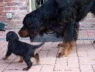 Hemi und Rüde beige auf der Terrasse