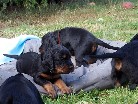 unsere beiden Kleinsten auf dem Hundebett im Garten