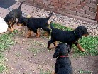 von links: Apollo, Audrey, Amelie und Aramis schaut zu