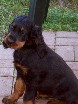 Astor