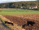 Diesmal waren wir bei Sonnenschein im Feld