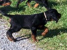 Astor