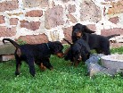 Amelie links, Alaska mittig und Astor dahinter rechts