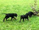 Astor, Amelie und vorn Alaska