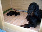 Alaska und ihre Welpen am 19.3.