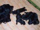 Alaska passt immer gut auf ihre Babys auf