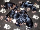 alle sechs Welpen 1 Woche alt