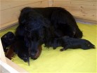 Alaska pflegt ihre Welpen