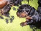 Rüde 4 hat jetzt das schwarze Halsband