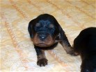Hündin 7 (gelb) beginnt als erste die Augen zu öffnen