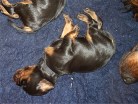 Rüde schwarz (4)
