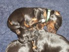 Rüde grün (3) oben und Rüde schwarz (4)