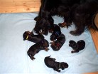 die kleine Familie in der Wurfkiste
