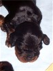 Rüde schwarz (4)
