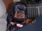 Rüde grün