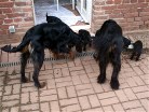 Siva (links) und Alaska mit den Welpen draußen