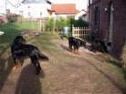 Hemingway, Siva, Alaska und die Welpen im Garten