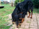 Siva und Rüde grün