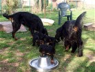 Siva links und Alaska mit den Welpen