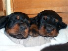 Rüde schwarz links und Rüde grün