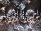 die Herren gemeinsam an der Bar - links Rüde grün (3), rechts Rüde schwarz (4)