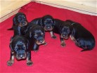 von links: lila (unten) und rot (oben), gelb, schwarz, blau und rechts schläft grün
