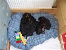 während ich die Wurfkiste säubere, schlafen die Welpen im Hundebett