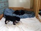 hier im Hundebett riecht es nach Mami, aber wo ist sie denn?