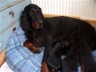 Alaska wurde auch im Hundebett von zwei Hungrigen gefunden