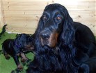 Alaska und Hündin lila