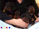 4 Hündinnen von links: lila, gelb, rot, blau