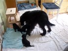 Blick in unser Welpenzimmer