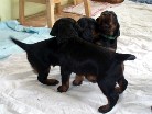 Rüde schwarz im Vordergrund und Rüde grün bellt