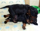 Rüde schwarz stürzt sich auf Rüden grün