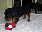 Hündin blau spielt Ball
