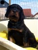 Rüde schwarz
