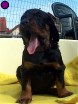 Hündin lila