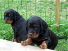 Hündin lila rechts und Hündin gelb