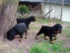 Hündinnen lila und rot und Rüde grün