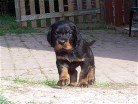 Rüde schwarz