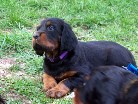 Hündin lila