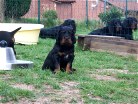 Rüde grün, im Hintergrund liegen die großen
