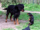 Hemingway und ein Erdmännchen?