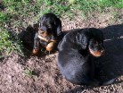 Bauhund?