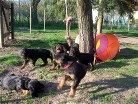 alle sechs toben