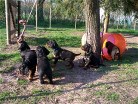 alle sechs mit 5 1/2 Wochen