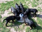 alle haben guten Appetit