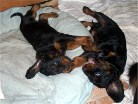 Hündin lila und Rüde grün