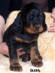 Rüde schwarz - Buddy