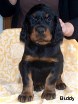 Rüde schwarz - Buddy